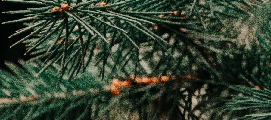 CZARNECCY қылқан жапырақты өсімдіктер жеміс вересковые рододендроны азалии char 03