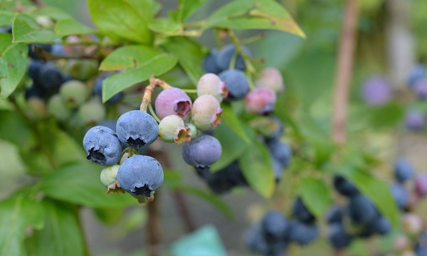 Растения питомника Czarneccy - фото 11