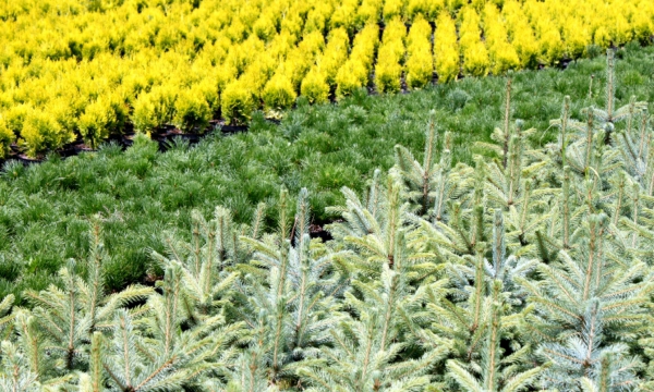 CZARNECCY қылқан жапырақты өсімдіктер жеміс вересковые рододендроны азалии char 01