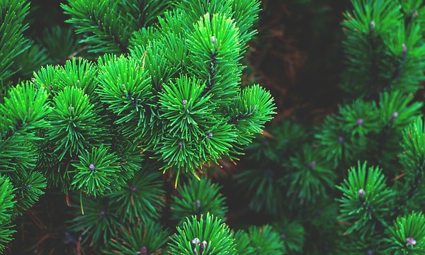 CZARNECCY қылқан жапырақты өсімдіктер жеміс вересковые рододендроны азалии char 04