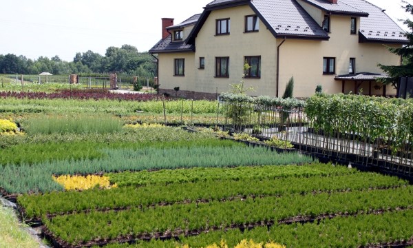 CZARNECCY қылқан жапырақты өсімдіктер жеміс вересковые рододендроны азалии char 05