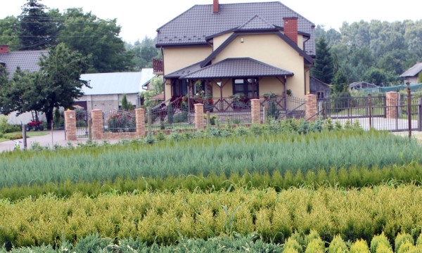 CZARNECCY қылқан жапырақты өсімдіктер жеміс вересковые рододендроны азалии char 06