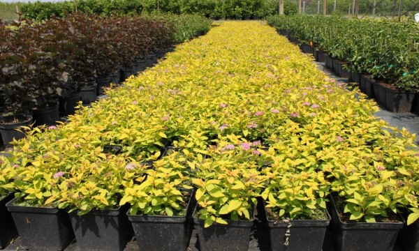 CZARNECCY қылқан жапырақты өсімдіктер жеміс вересковые рододендроны азалии char 08