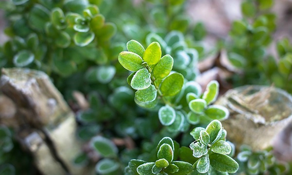 CZARNECCY қылқан жапырақты өсімдіктер жеміс вересковые рододендроны азалии char 10