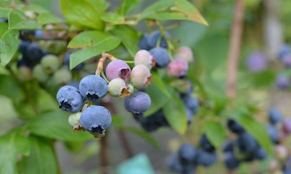 CZARNECCY қылқан жапырақты өсімдіктер жеміс вересковые рододендроны азалии char 11